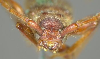 Media type: image;   Entomology 3872 Aspect: head frontal view